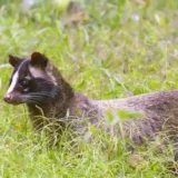 【画像あり】ハクビシンの足跡の特徴・他の動物との見分け方