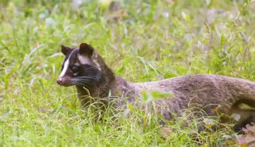 草むらの中にいるハクビシン