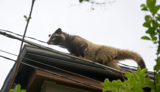 民家の屋根の上に登るハクビシン