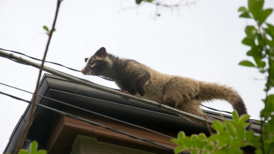 民家の屋根の上に登るハクビシン