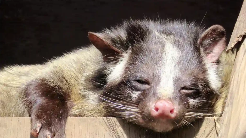 眠っているハクビシン