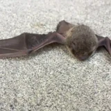 【発生場所別】コウモリの駆除方法