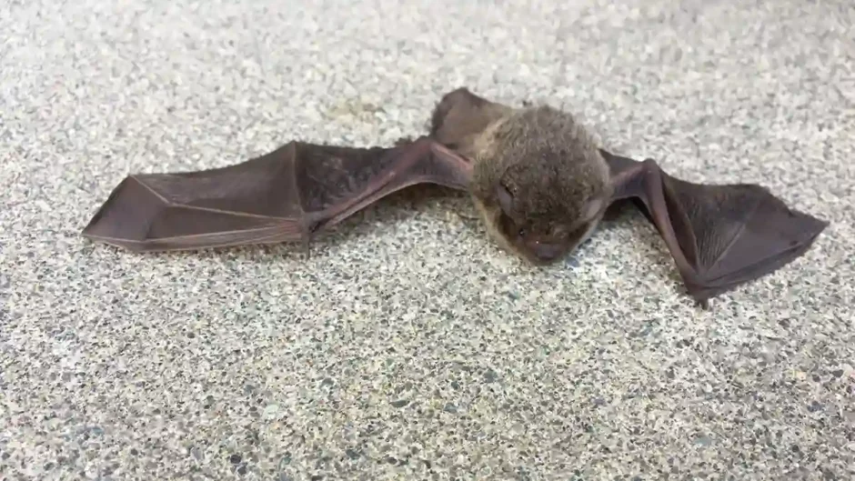 地面に這いつくばるコウモリ