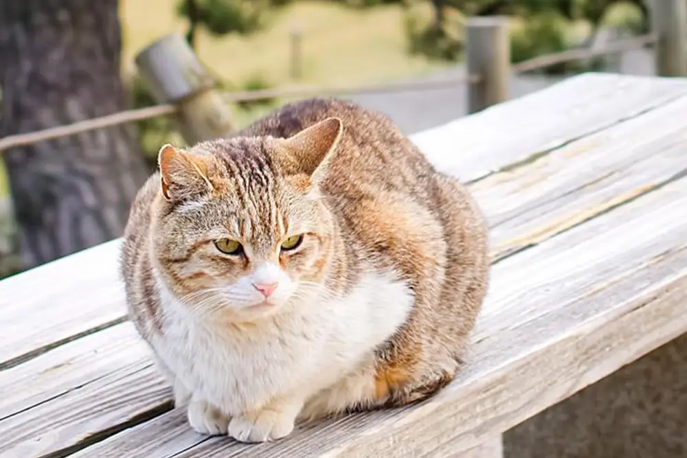 ベンチの上にいる猫