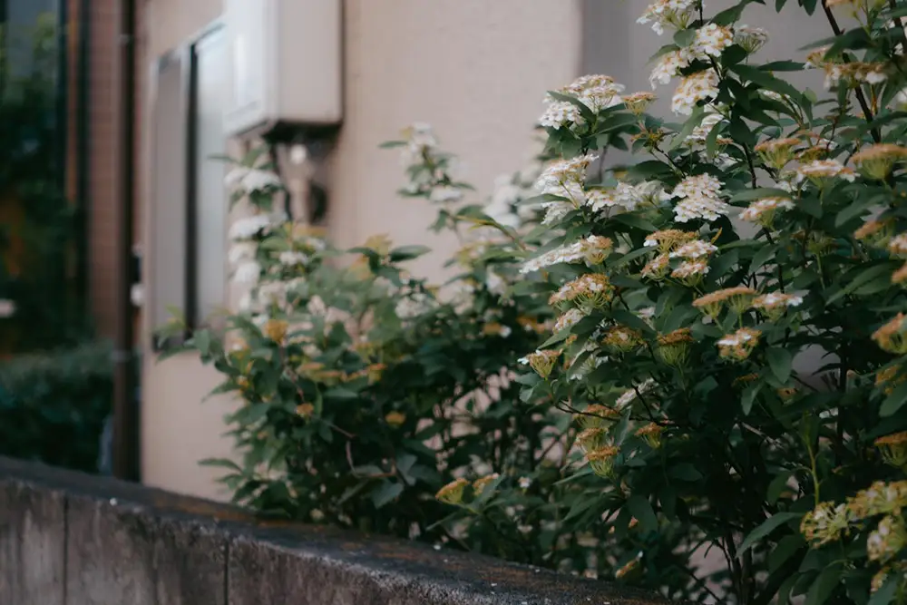 住宅地の塀と花